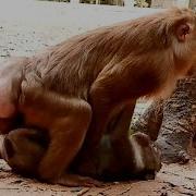 Monkey Sex