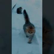 Оболдеть Можно Какая Красота