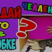 Угадай Что Внутри Challenge