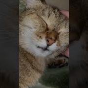 Мрррр Кошка Говорит Мяу