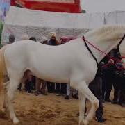 Horse Breeding In India