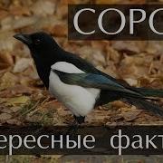 Сорока