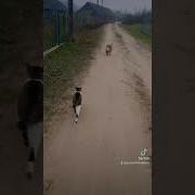 И Пошли До Города Парижа Минус Без Слов