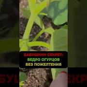 Бабуле Помогаю На Огороде