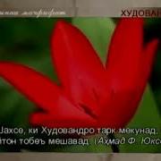 Панду Хикмати Бузургон