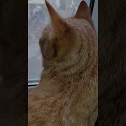 Для Кого То Вот Эта Вот Красота