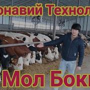 Мол Бокиш Замонавий Технология Янги Усули Оххиргача Коринг