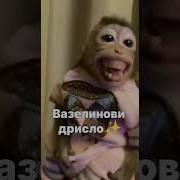 Хапни Вялого Джунджурика
