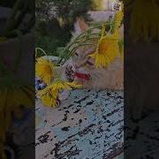 Будет Будет Все У Нас Хорошо