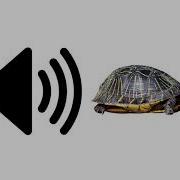 Turtle Sound Effect