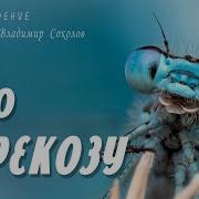 Песенка Вот Какая Стрекоза Как Горошины Глаза