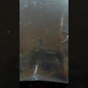 Насекомые Зип Зип