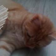 Кот Кайфует Коту Делают Массаж