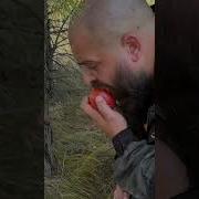 Жуки Грибочки
