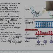 Ap Bio Chapter 17 1