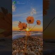 With The Touch Of A Flower And The Music Of The Sea