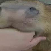 Capybara Meme