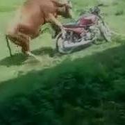 Бык Хочет Трахнуть Мотоцикл