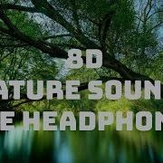 Asmr Nature 8D Audio Forest Ambience Meditation 10Min Asmr Ambience