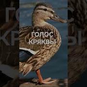 Манок На Серую Утку
