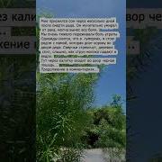 Фантастический Сон Приснился Мне