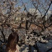 Sakura Bird S Nest