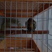 Пение Чижа Для Ловли