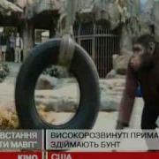 Повстання Планети Мавп
