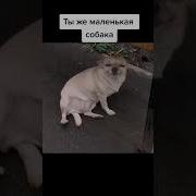 Маленькая Собака Лает Мем