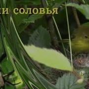 Соловьиное Пение И Других Птиц