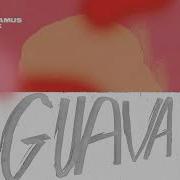 Rawtek Guava