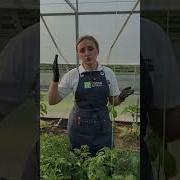 Помидоры Помидоры Овощи