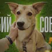Skofka Не Бий Собаку