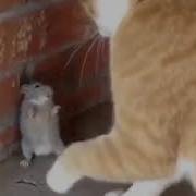 Кот Бежит От Мышки