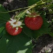 Лирическая Музыка Про Клубнику