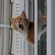 Fu Like A Cat