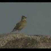 Singing Lark