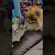 Заинька Дог