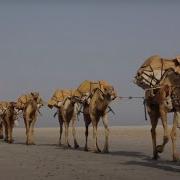 Caravan Camels