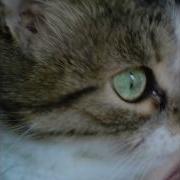 Моя Кошка Соня Помню My Cat Sonia I Remember