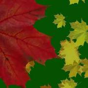 Green Screen Falling Leaves Transition Autumn Футаж Переход Осенние Листья Клена