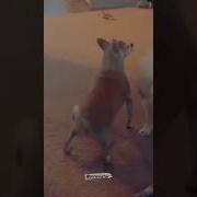 Dog Dance Tik Tok