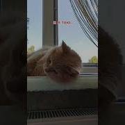 В Такую Жару Я Начинаю Подозревать