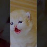 Котенок Ищет Маму