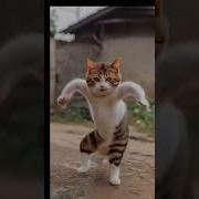 Cute Cat Dancing But Full Version