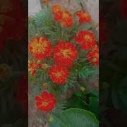 Зелень На Меня Природа Тик Ток