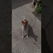Собачка Прыгает За Мячом