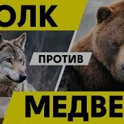 Медведь Против Волков