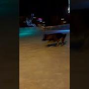 Джигурда Ледовое Шоу Цензура