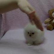 Micro Teacup Pomeranian Puppies For Sale